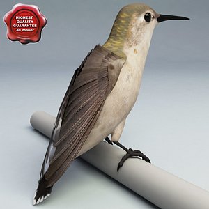 hummingbird pose2 max