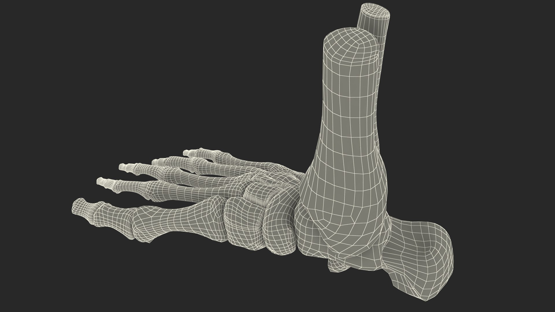 Human Foot Skeleton Model 3D https://p.turbosquid.com/ts-thumb/dA/qNa9Wj/86/human_foot_skeleton_model_015/jpg/1753739937/1920x1080/fit_q87/cb8c6de38958bd1969970b90cb5daf191b73fae3/human_foot_skeleton_model_015.jpg