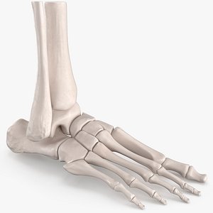 Human Foot Skeleton Model