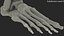 Human Foot Skeleton Model