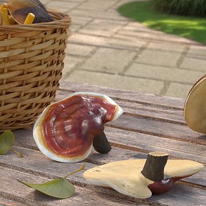 Reishi Mushroom Spawn