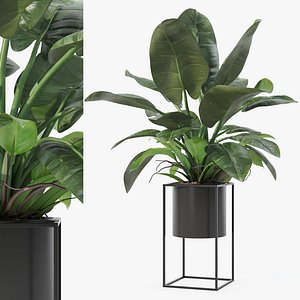 3D Philodendron imperial green in modern flowerpot