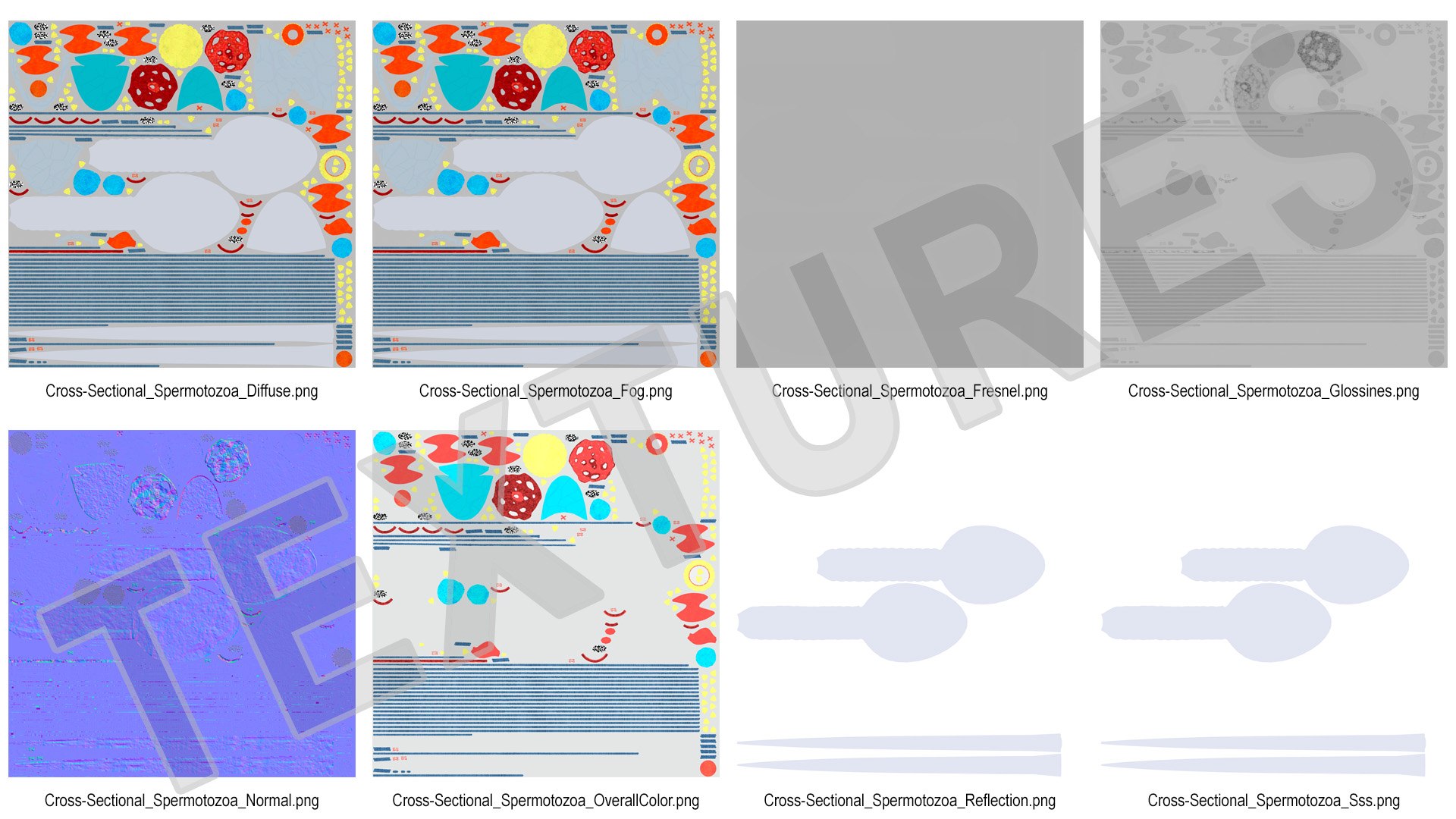 3D Cross-Sectional Spermotozoa https://p.turbosquid.com/ts-thumb/dB/I4eZrR/8U/crosssectionalspermotozoavray3dmodel022/jpg/1684436647/1920x1080/fit_q87/2fff08638ebfe47b65b3583117430c201c67b438/crosssectionalspermotozoavray3dmodel022.jpg