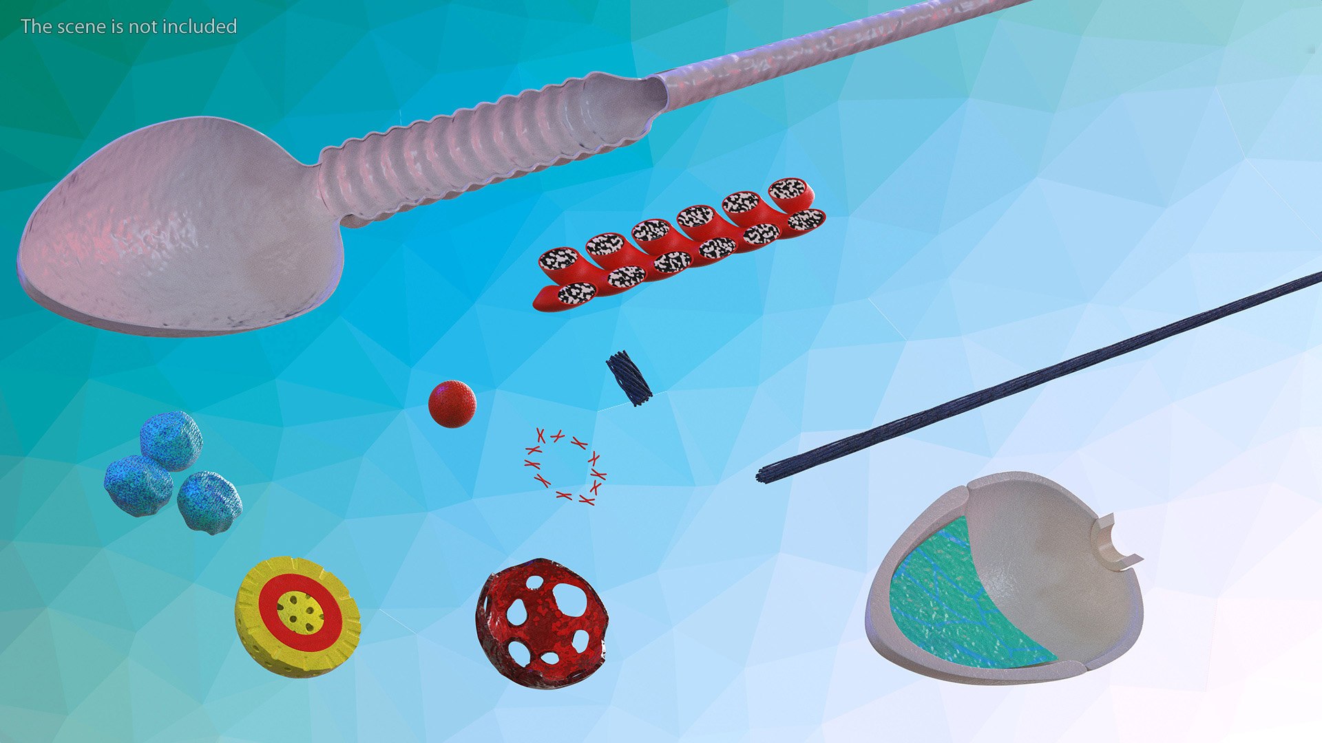 3D Cross-Sectional Spermotozoa https://p.turbosquid.com/ts-thumb/dB/I4eZrR/OI/crosssectionalspermotozoavray3dmodel008/jpg/1684436597/1920x1080/fit_q87/b1058cd76a1f0cab8d0077336bbc1eb4e060cb13/crosssectionalspermotozoavray3dmodel008.jpg