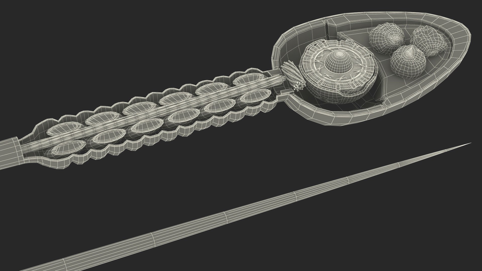 3D Cross-Sectional Spermotozoa https://p.turbosquid.com/ts-thumb/dB/I4eZrR/Qf/crosssectionalspermotozoavray3dmodel031/jpg/1684436680/1920x1080/fit_q87/2f209959f8111baac3d901eb47485e5980a987ce/crosssectionalspermotozoavray3dmodel031.jpg