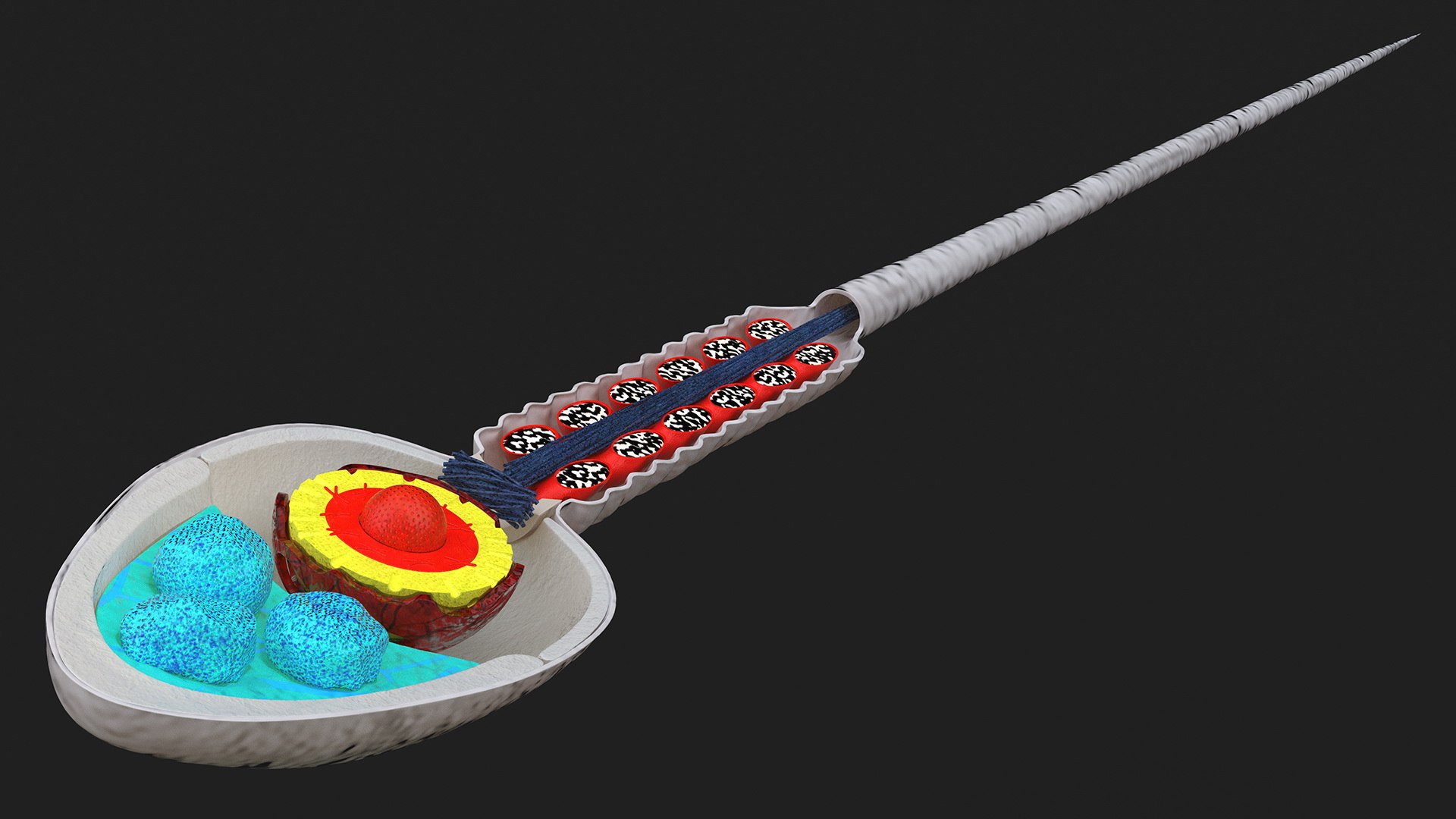 3D Cross-Sectional Spermotozoa https://p.turbosquid.com/ts-thumb/dB/I4eZrR/WW/crosssectionalspermotozoavray3dmodel009/jpg/1684436600/1920x1080/fit_q87/1512ac47be01c6104aa3851a9161f5050a26e96a/crosssectionalspermotozoavray3dmodel009.jpg