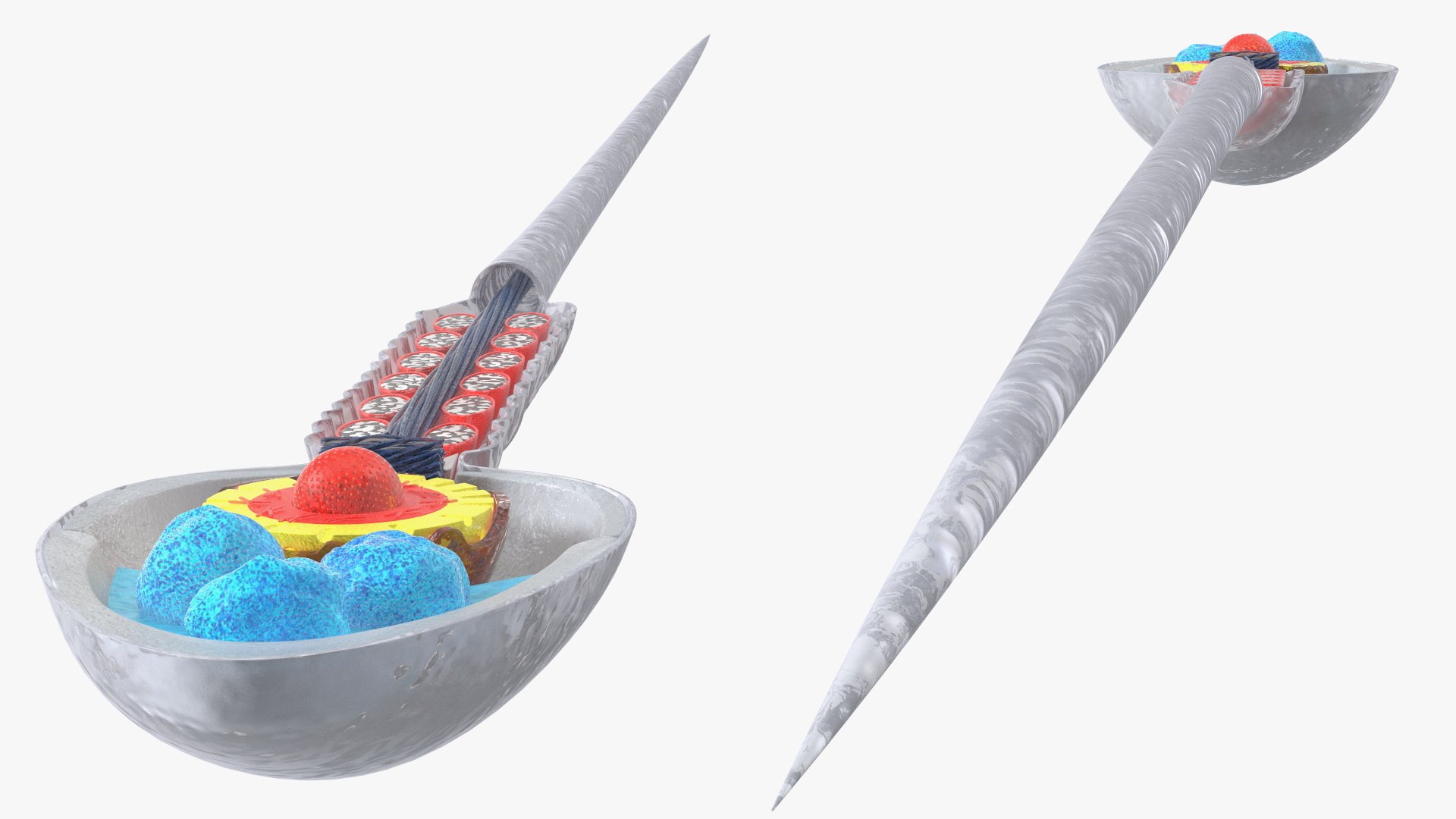 3D Cross-Sectional Spermotozoa https://p.turbosquid.com/ts-thumb/dB/I4eZrR/qE/crosssectionalspermotozoavray3dmodel011/jpg/1684436607/1920x1080/fit_q87/03713602e3a85fc20dd890f3fb84519d956dae8c/crosssectionalspermotozoavray3dmodel011.jpg