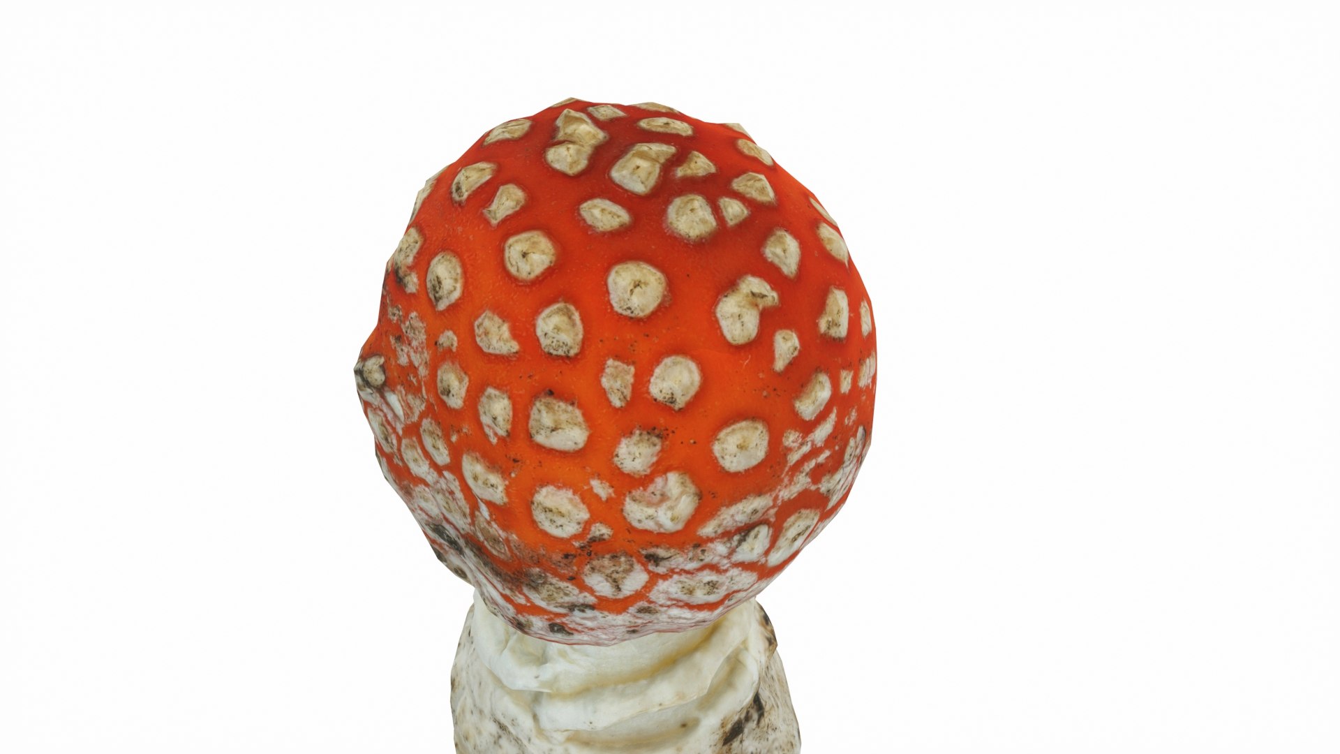 Toadstool 3D - TurboSquid 2266129