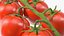 Cherry Tomatoes on the Vine