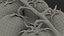 Cherry Tomatoes on the Vine