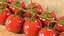 Cherry Tomatoes on the Vine