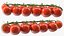 Cherry Tomatoes on the Vine