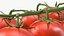 Cherry Tomatoes on the Vine