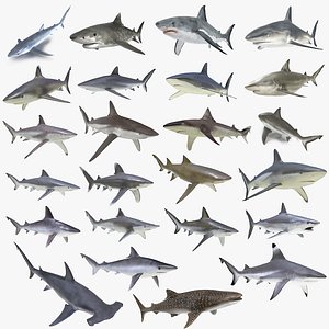 3D sharks rigged 9 model