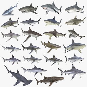 Sharks Rigged Collection 9 for Maya