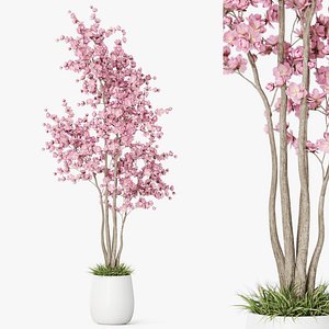 Plants collection 1200