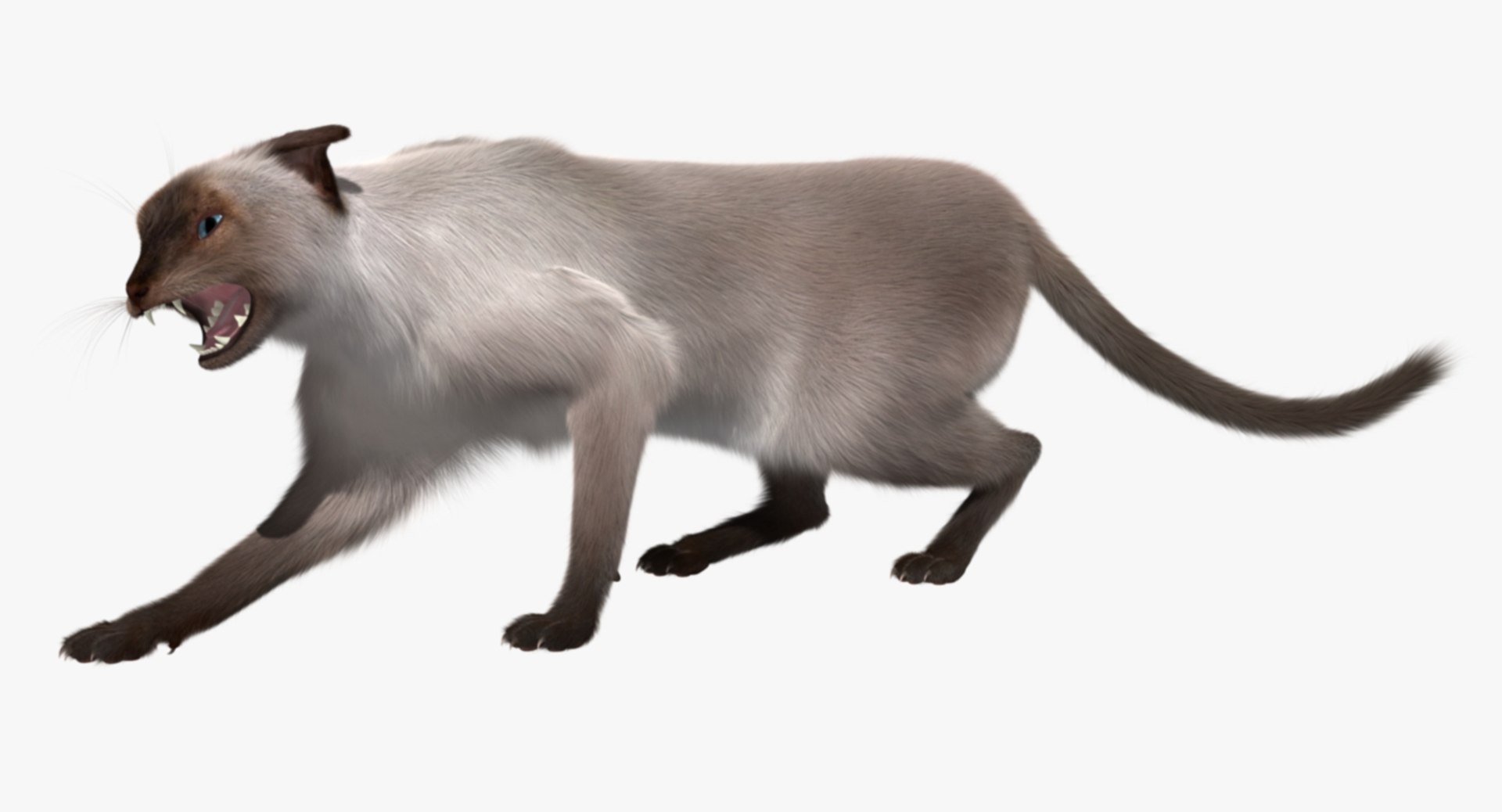siamese cat siam 3d obj https://p.turbosquid.com/ts-thumb/dC/47020G/2SyOz6CK/rp03/jpg/1468483016/1920x1080/fit_q87/150eff5165cf528b6d4170be25aedffcebb77326/rp03.jpg