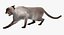 Siamese Cat