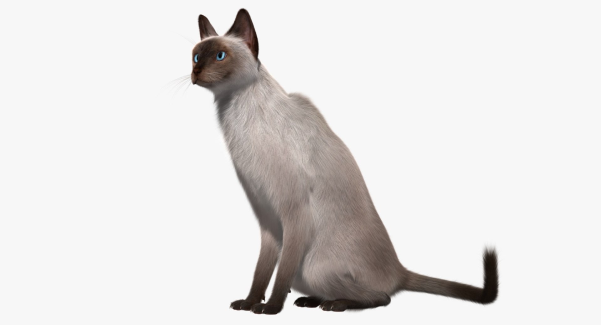 siamese cat siam 3d obj https://p.turbosquid.com/ts-thumb/dC/47020G/6H4B6Xed/rp04/jpg/1468483016/1920x1080/fit_q87/f78d7338c3437366fd5e7180ff4595790ca00fa5/rp04.jpg