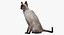Siamese Cat