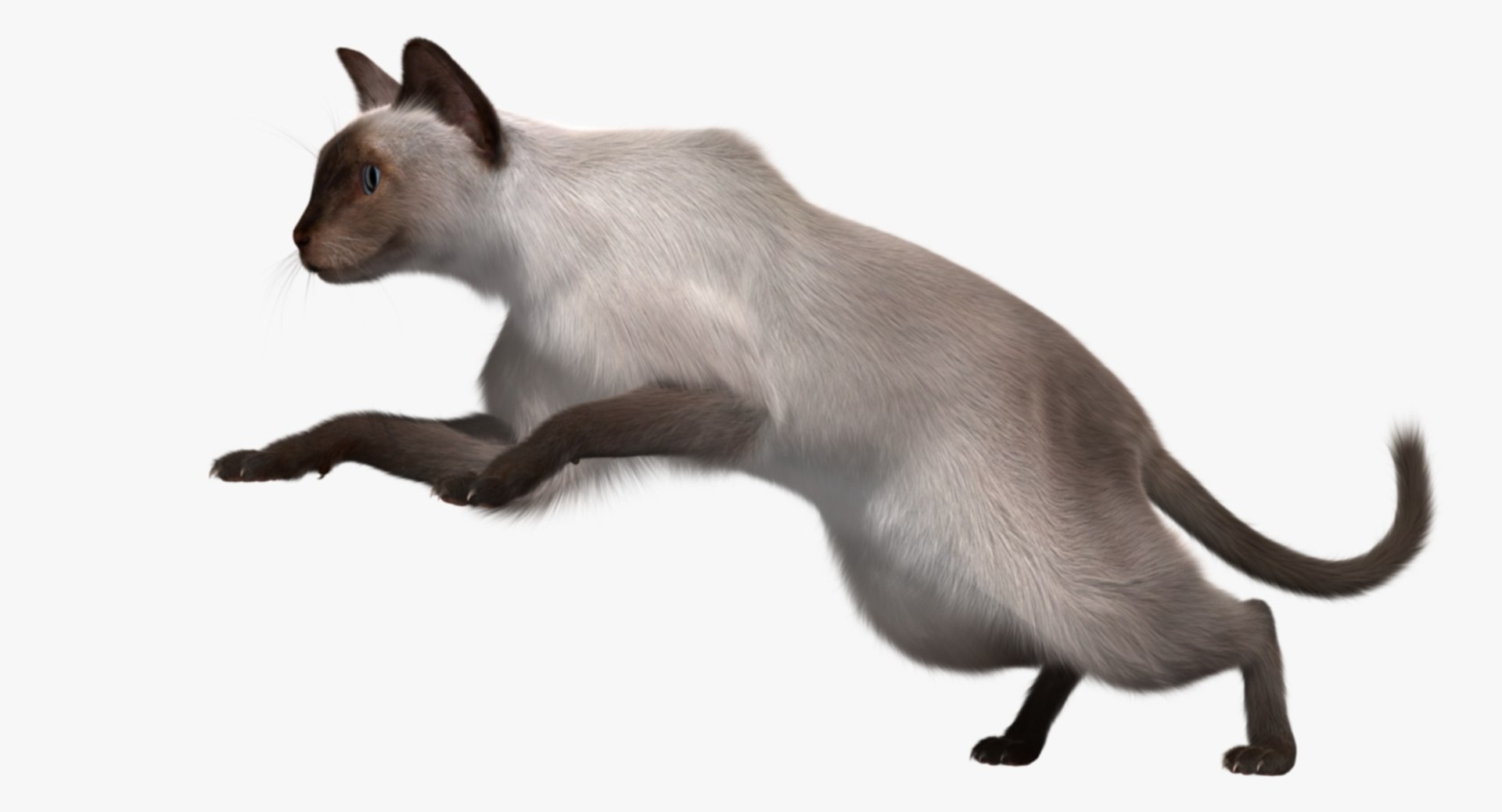 siamese cat siam 3d obj https://p.turbosquid.com/ts-thumb/dC/47020G/7LcMdUPL/rp01/jpg/1468483016/1920x1080/fit_q87/509549b46e40d2b72fa38b6e20c5ab1baf9f948c/rp01.jpg