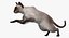 Siamese Cat