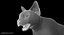 Siamese Cat