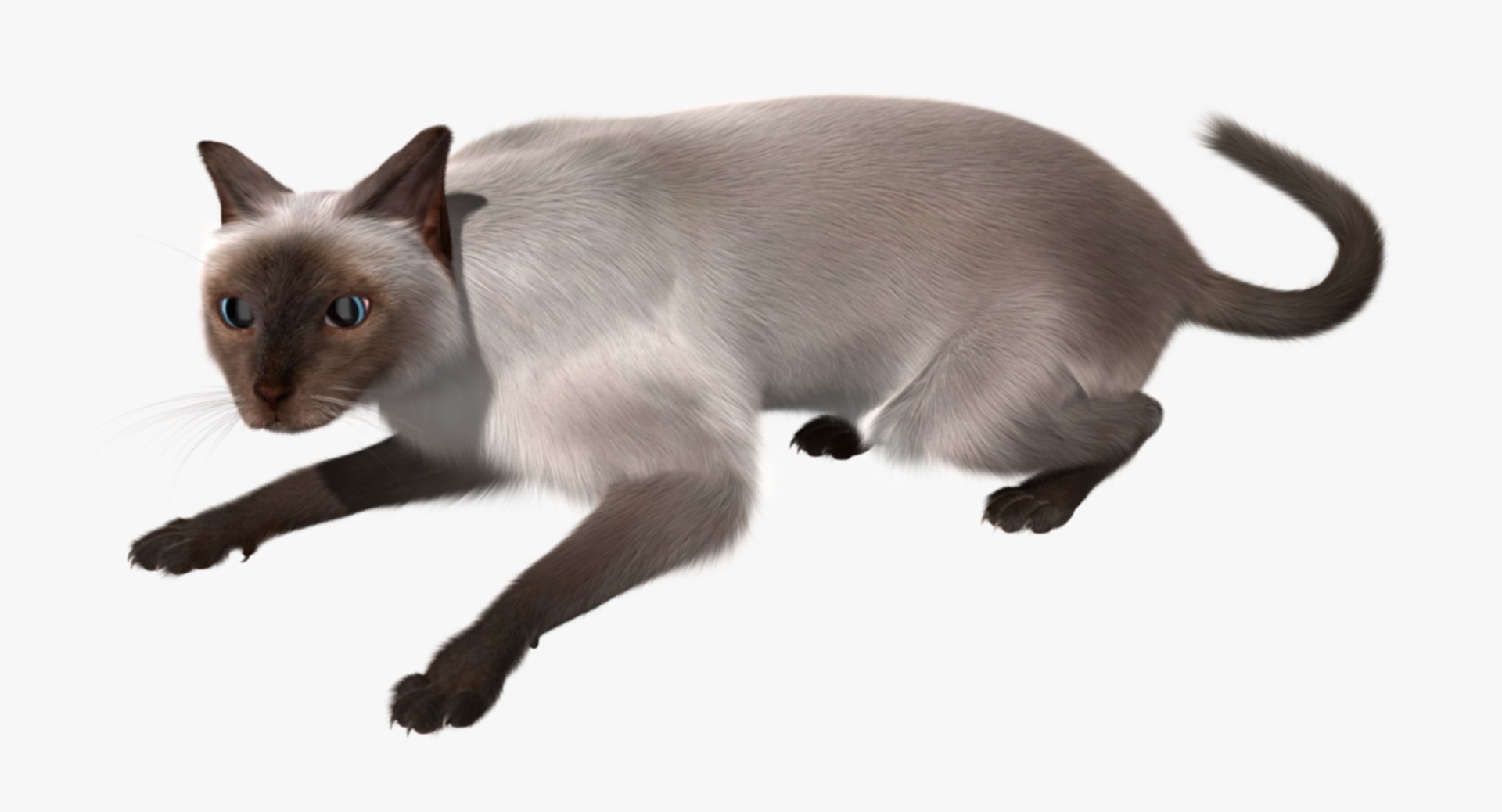 siamese cat siam 3d obj https://p.turbosquid.com/ts-thumb/dC/47020G/XlLe8gUk/rp07/jpg/1468483016/1920x1080/fit_q87/f527ffff7c1df5ef4a24f8f16fef1dbafdc02840/rp07.jpg