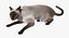 Siamese Cat