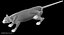 Siamese Cat