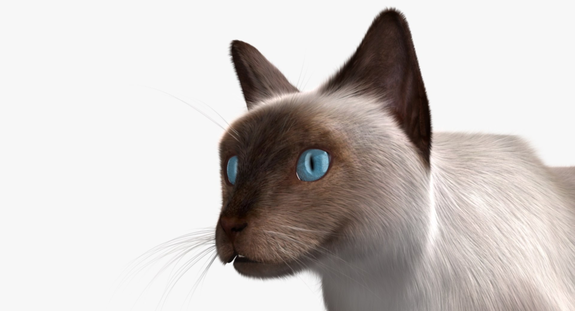 siamese cat siam 3d obj https://p.turbosquid.com/ts-thumb/dC/47020G/h13Wwo6v/rp10/jpg/1468483016/1920x1080/fit_q87/e5d6584c4fc37be5cdb2dfe7520b48c0b9082ced/rp10.jpg