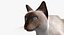 Siamese Cat