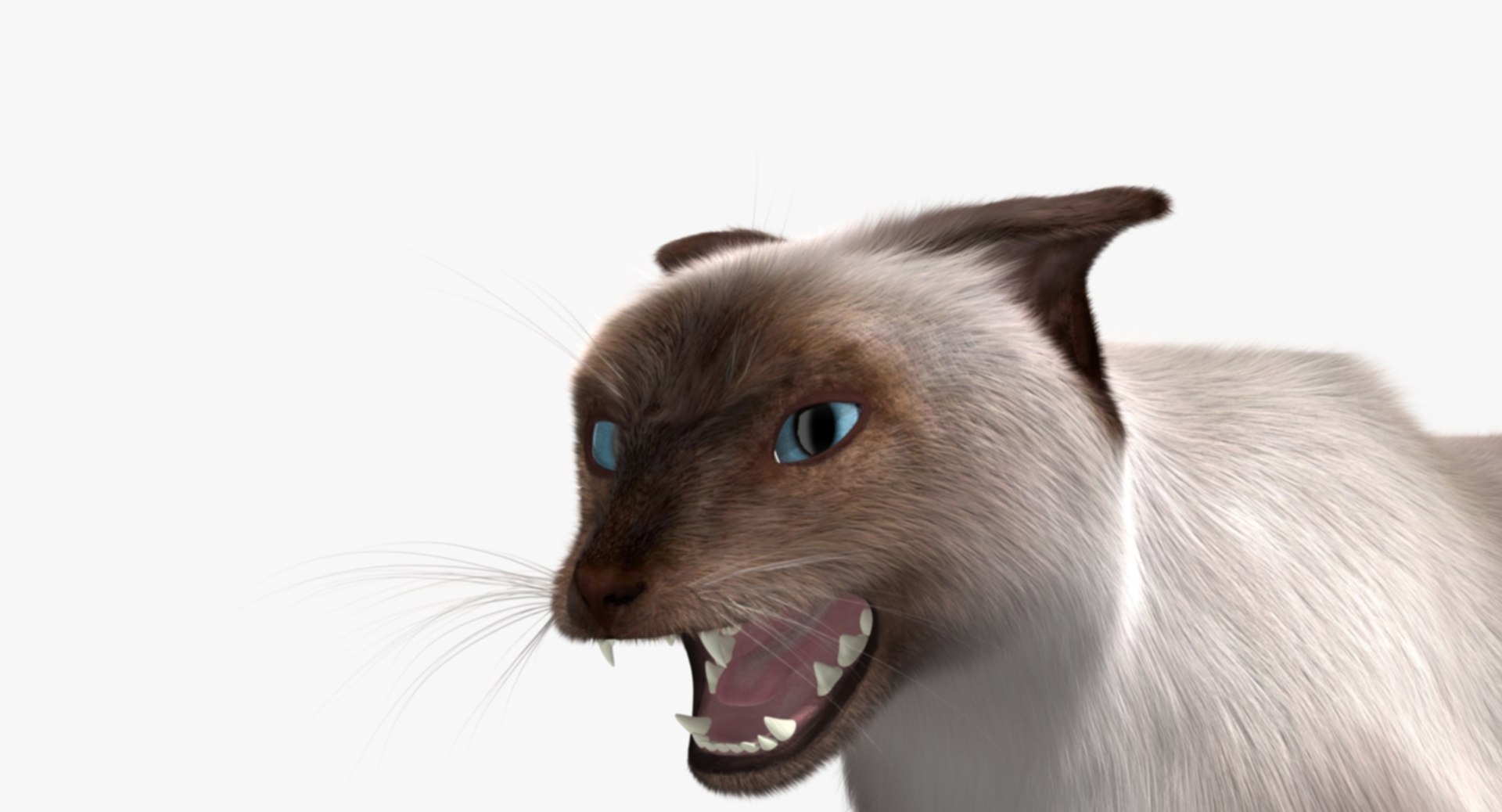 siamese cat siam 3d obj https://p.turbosquid.com/ts-thumb/dC/47020G/jHLbcBmH/rp08/jpg/1468483016/1920x1080/fit_q87/1f4c7f71f5329e00e64fe63dd26886c814093319/rp08.jpg