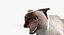 Siamese Cat