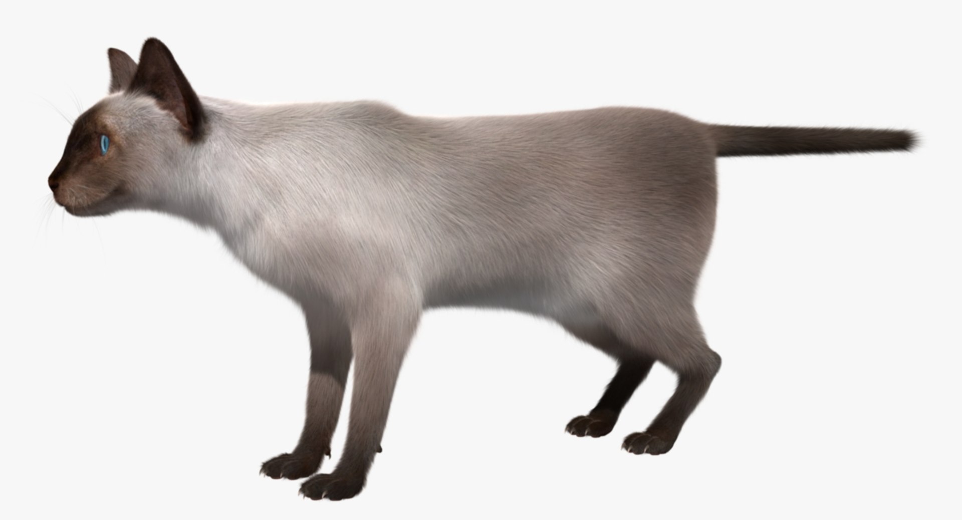 siamese cat siam 3d obj https://p.turbosquid.com/ts-thumb/dC/47020G/jRCAvWnb/r00/jpg/1468482958/1920x1080/fit_q87/2e92b0965a897d704d5c7443e4ffc607fd1cf4a1/r00.jpg