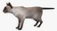 Siamese Cat