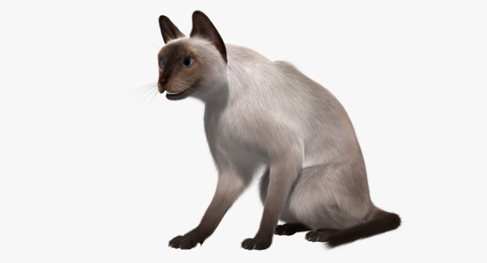 siamese cat siam 3d obj https://p.turbosquid.com/ts-thumb/dC/47020G/k9SRvsZU/rp05/jpg/1468483016/1920x1080/fit_q87/baf71b968b0f29edbdf1d2c7cfee962c0a6b3cb6/rp05.jpg