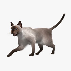 siamese cat siam 3d obj