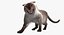 Siamese Cat