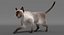 Siamese Cat
