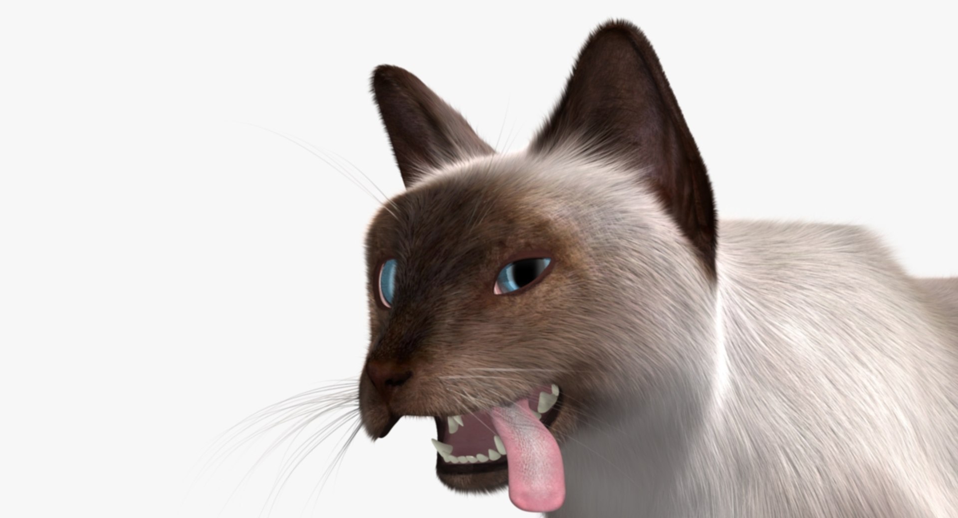 siamese cat siam 3d obj https://p.turbosquid.com/ts-thumb/dC/47020G/sFayPakS/rp09/jpg/1468483016/1920x1080/fit_q87/e17b48e5205679d04bd6cc372e94b97d292417ce/rp09.jpg
