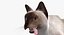 Siamese Cat