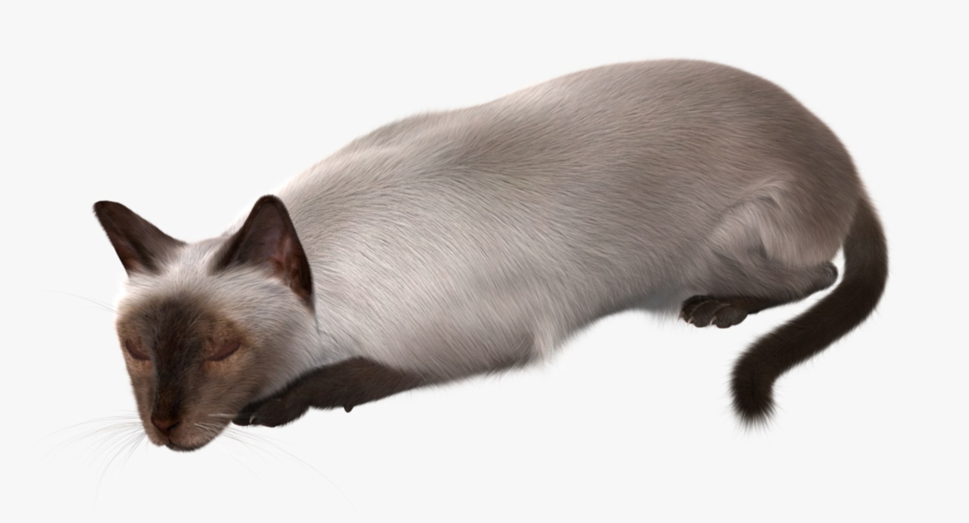 siamese cat siam 3d obj https://p.turbosquid.com/ts-thumb/dC/47020G/xhzajwaV/rp06/jpg/1468483016/1920x1080/fit_q87/5dedbce872dd53488f9f339a45e25db6e6cba3d6/rp06.jpg