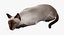 Siamese Cat
