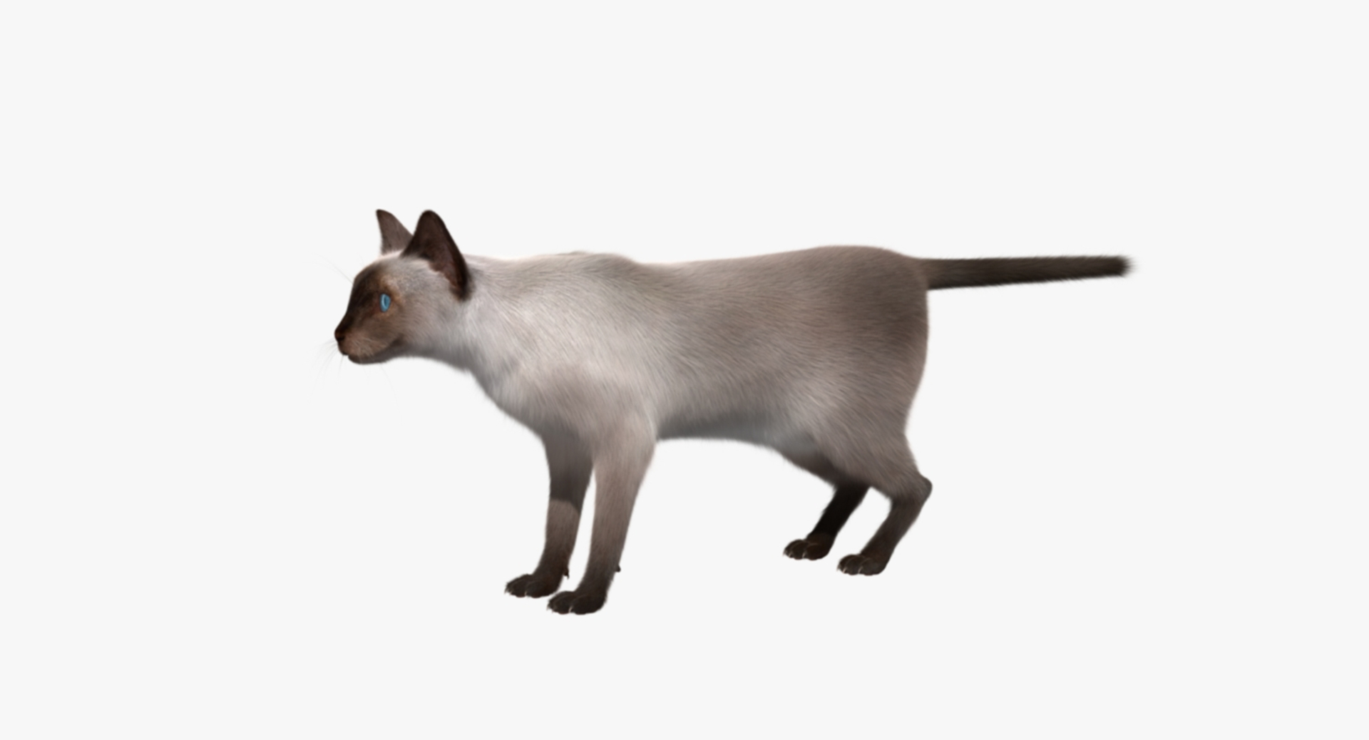 siamese cat siam 3d obj https://p.turbosquid.com/ts-thumb/dC/47020G/zPqffV6Z/siamcat_rot/jpg/1468636407/1920x1080/turn_fit_q99/21d77a1b975cf079db6e1bc67a89288f0aa57bf9/siamcat_rot-1.jpg