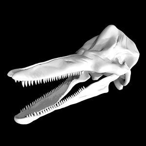 3D model Rigged Dolphin Skull