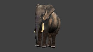 african elephant obj free