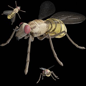 House Fly Rigged Low Poly