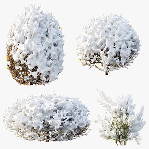 3D AV Winter Plant Snow Quihoui Privet and Snow Wild Erica Multiflora model