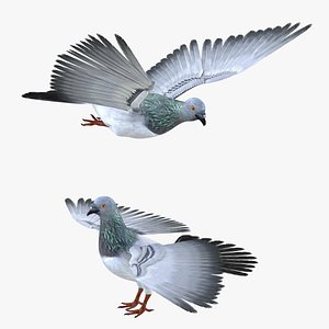 Pigeon Bird Rigged
